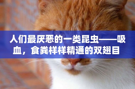 人們最厭惡的一類昆蟲——吸血，食糞樣樣精通的雙翅目 