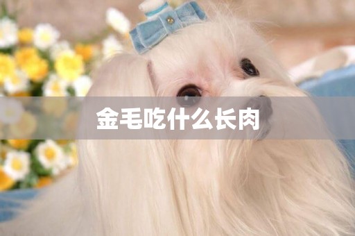 金毛吃什么長肉
