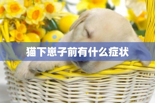 貓下崽子前有什么癥狀