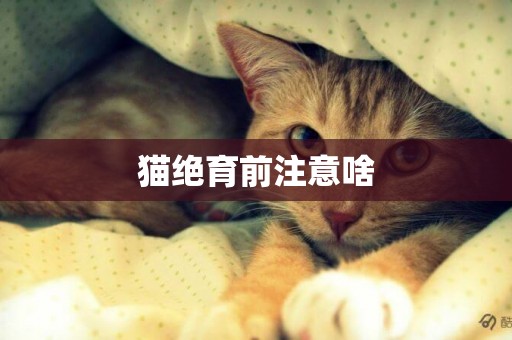 貓絕育前注意啥