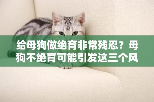 給母狗做絕育非常殘忍？母狗不絕育可能引發這三個風險，更加殘忍 