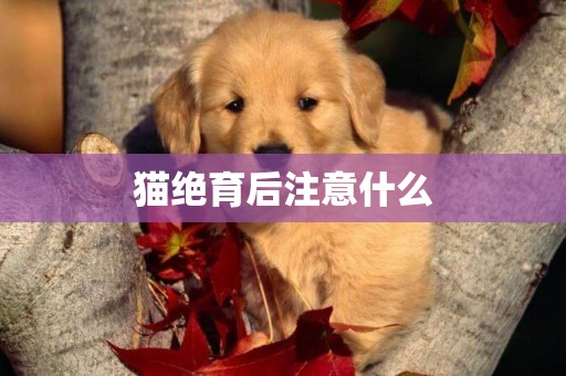 貓絕育后注意什么