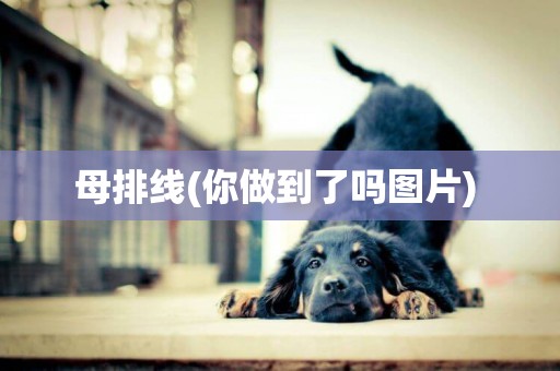 母排線(你做到了嗎圖片) 
