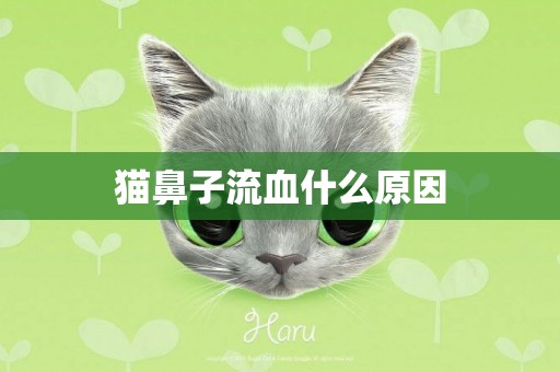 貓鼻子流血什么原因
