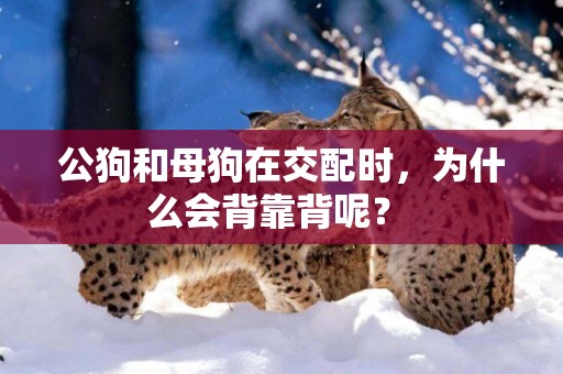 公狗和母狗在交配時，為什么會背靠背呢？ 