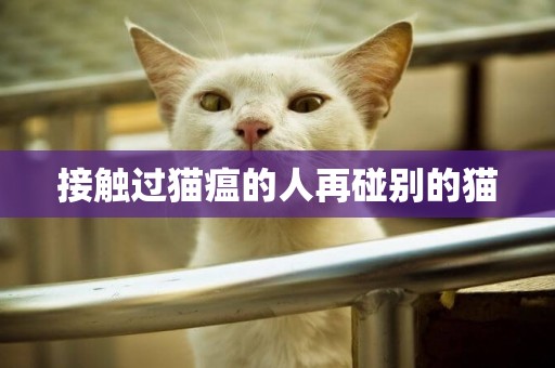 接觸過貓瘟的人再碰別的貓