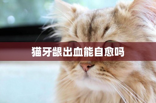 貓牙齦出血能自愈嗎