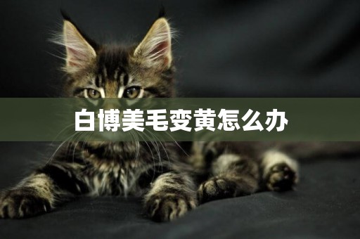 白博美毛變黃怎么辦