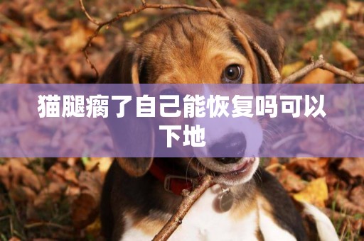 貓腿瘸了自己能恢復嗎可以下地