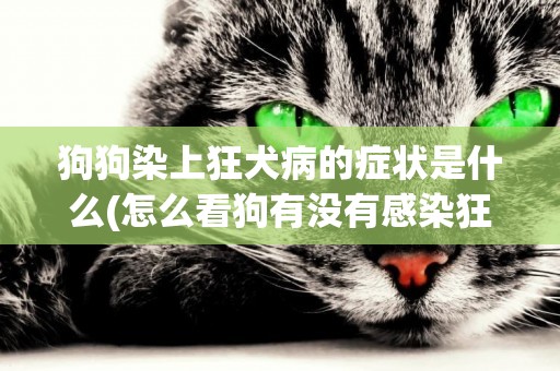 狗狗染上狂犬病的癥狀是什么(怎么看狗有沒有感染狂犬病) 