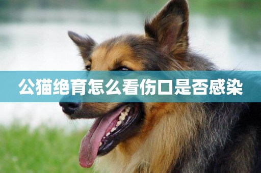 公貓絕育怎么看傷口是否感染
