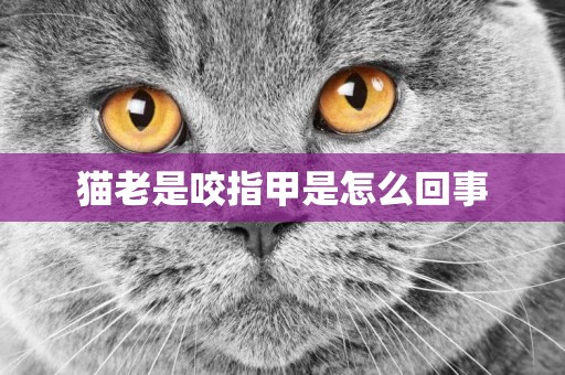貓老是咬指甲是怎么回事