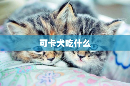可卡犬吃什么