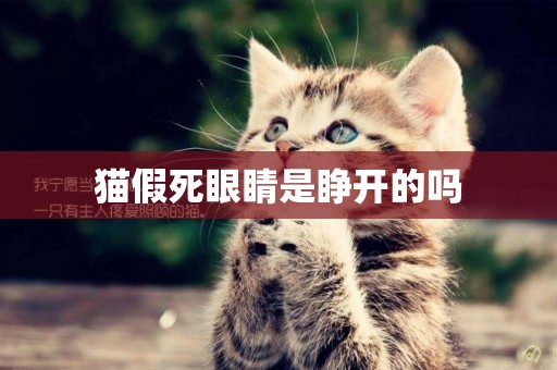 貓假死眼睛是睜開的嗎