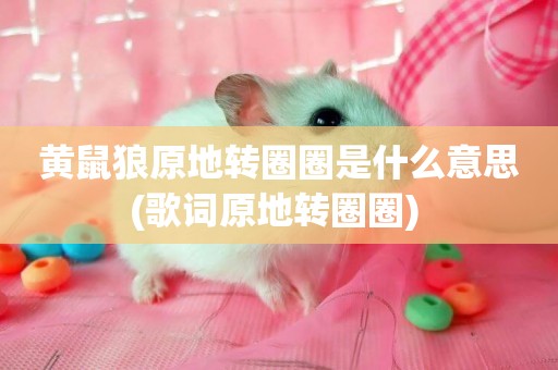 黃鼠狼原地轉圈圈是什么意思(歌詞原地轉圈圈) 