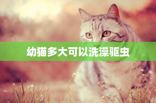 幼貓多大可以洗澡驅蟲