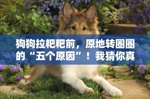 狗狗拉粑粑前，原地轉圈圈的“五個原因”！我猜你真的不知道 