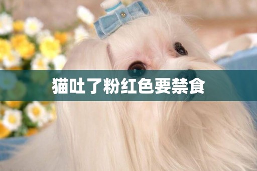 貓吐了粉紅色要禁食