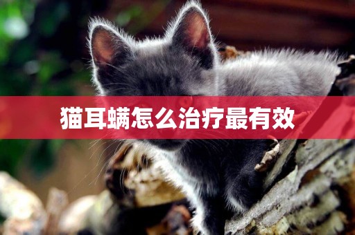 貓耳螨怎么治療最有效