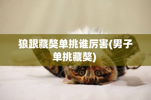 狼跟藏獒單挑誰厲害(男子單挑藏獒) 