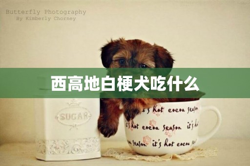 西高地白梗犬吃什么