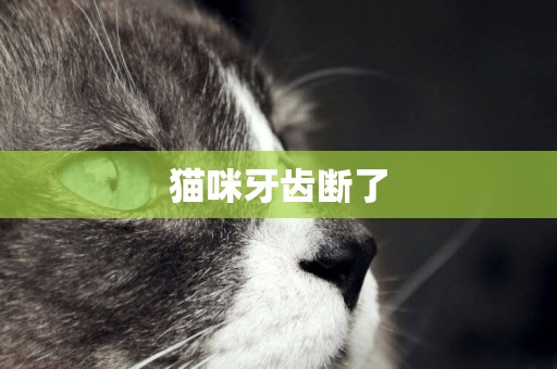 貓咪牙齒斷了