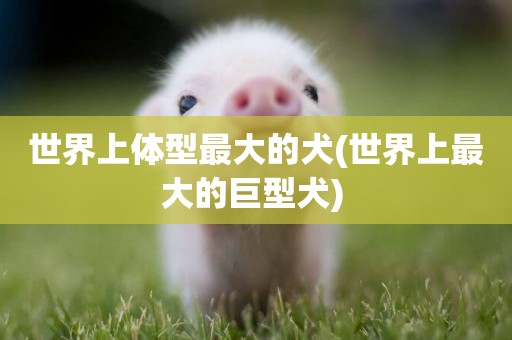 世界上體型最大的犬(世界上最大的巨型犬) 