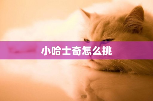 小哈士奇怎么挑