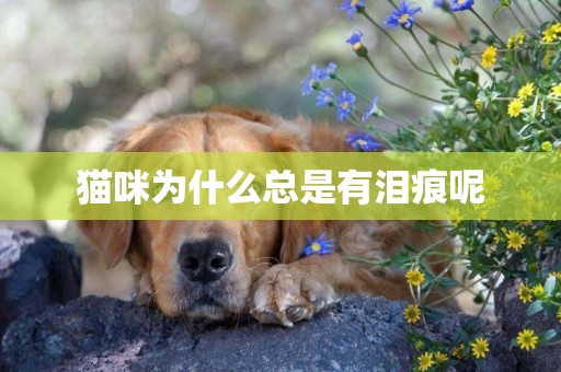 貓咪為什么總是有淚痕呢
