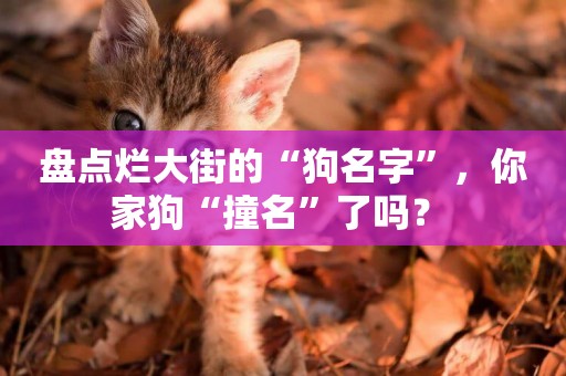 盤點爛大街的“狗名字”，你家狗“撞名”了嗎？ 