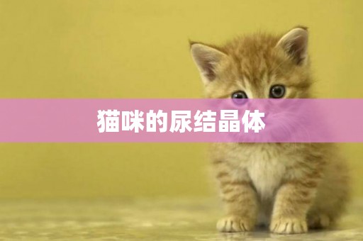貓咪的尿結晶體