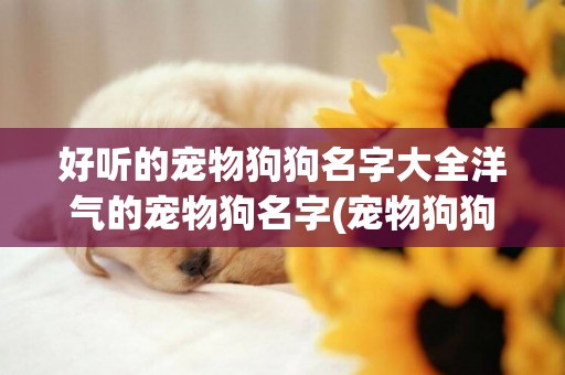 好聽的寵物狗狗名字大全洋氣的寵物狗名字(寵物狗狗的名字大全) 