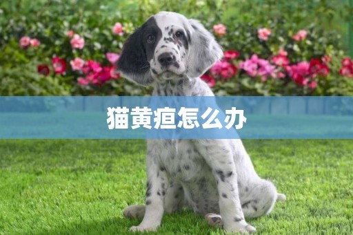 貓黃疸怎么辦