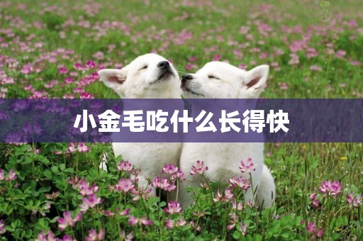 小金毛吃什么長得快