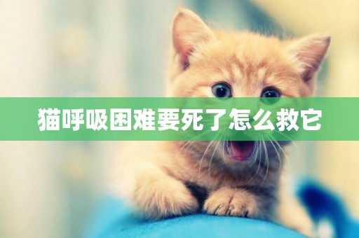 貓呼吸困難要死了怎么救它