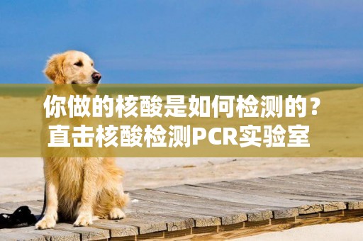 你做的核酸是如何檢測的？直擊核酸檢測PCR實驗室 