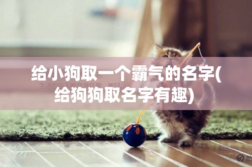 給小狗取一個霸氣的名字(給狗狗取名字有趣) 