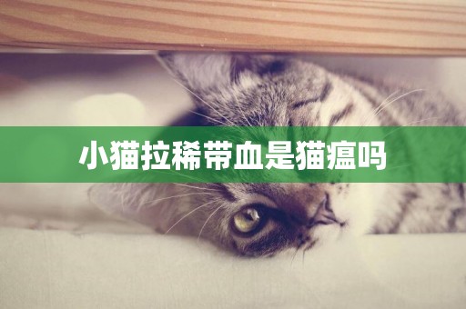 小貓拉稀帶血是貓瘟嗎