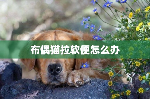 布偶貓拉軟便怎么辦