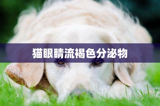 貓眼睛流褐色分泌物