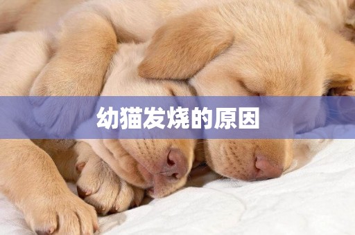 幼貓發燒的原因