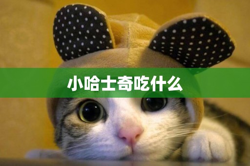 小哈士奇吃什么