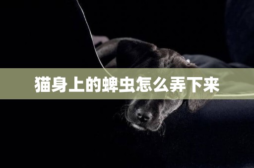 貓身上的蜱蟲怎么弄下來