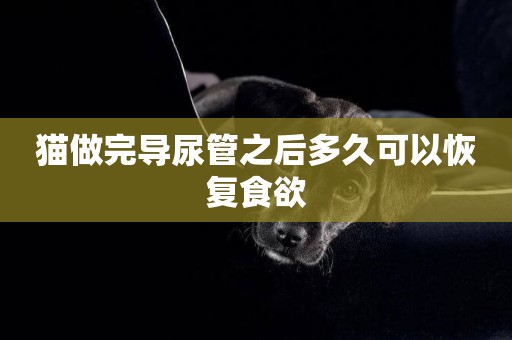 貓做完導尿管之后多久可以恢復食欲
