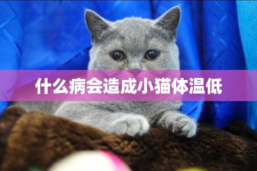 什么病會造成小貓體溫低