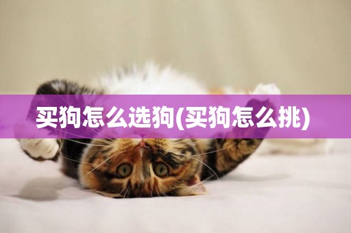 買狗怎么選狗(買狗怎么挑) 