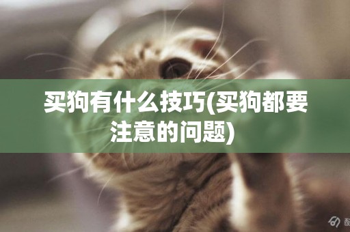 買狗有什么技巧(買狗都要注意的問題) 