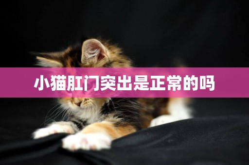 小貓肛門突出是正常的嗎