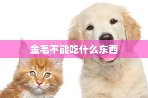 金毛不能吃什么東西