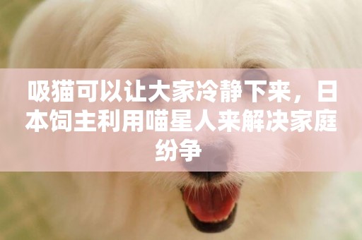 吸貓可以讓大家冷靜下來，日本飼主利用喵星人來解決家庭紛爭 